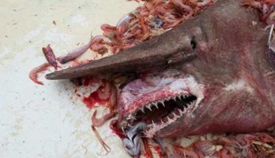  صياد يعثر على القرش العفريت قبالة سواحل استراليا صورة رقم 1