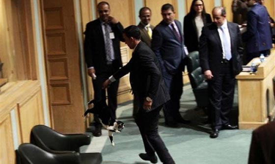 مطاردة قط في مجلس النواب الاردني تشعل مواقع التواصل! صورة رقم 1