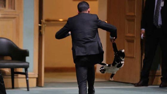 مطاردة قط في مجلس النواب الاردني تشعل مواقع التواصل! صورة رقم 2