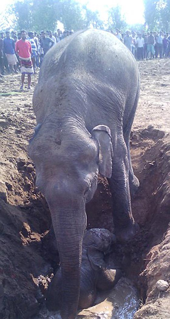  بالفيديو.. انثى فيل تمضي 11 ساعة وهي تحاول انقاذ صغيرها صورة رقم 1