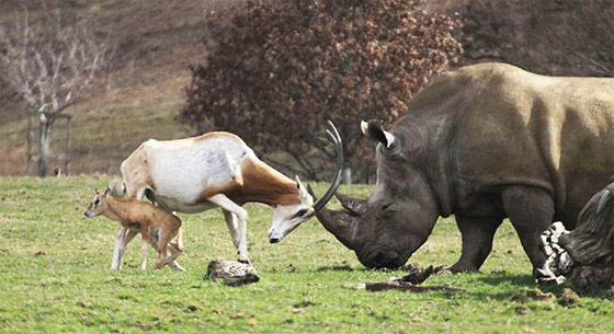 بالصور.. غزال يواجه وحيد قرن يفوق حجمه بـ15 ضعفا صورة رقم 3
