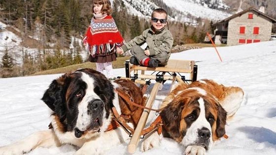 حظر تصوير الكلاب السويسرية مع السياح.. بامر سلطوي رفيع  صورة رقم 1