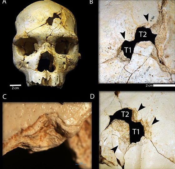 اكتشاف جمجمة تؤكد ان القتل كان موجودا قبل 430 الف سنة صورة رقم 3