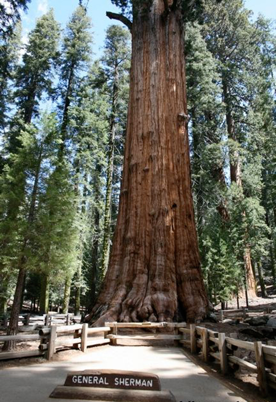 صور مدهشة لاكبر شجرة على الارض، اسمها جنرال شيرمان.. متع عينيك بمشاهدتها صورة رقم 1