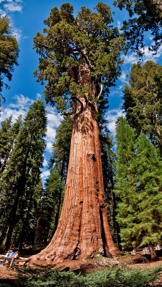 صور مدهشة لاكبر شجرة على الارض، اسمها جنرال شيرمان.. متع عينيك بمشاهدتها صورة رقم 3