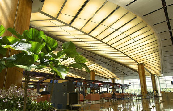 بالصور.. غابة فائقة الجمال وشلالات ومسار مشي في مطار بسنغافورة صورة رقم 12