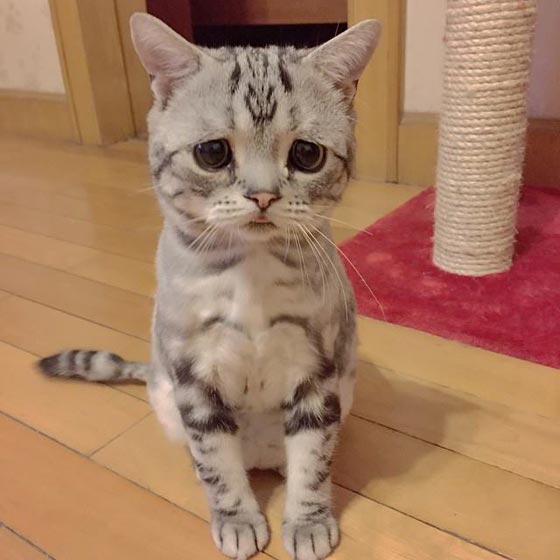 بالصور.. هل شاهدتم قطة حزينة بهذا الشكل من قبل؟! صورة رقم 7