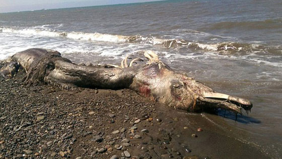 بالصور.. ما هذا المخلوق الغريب النافق على شاطئ شرق روسيا؟ صورة رقم 1