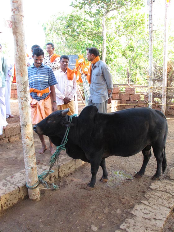  الهند تربي الأبقار القزمة لانها تتحمل الحر وتقتصد في الاكل صورة رقم 3