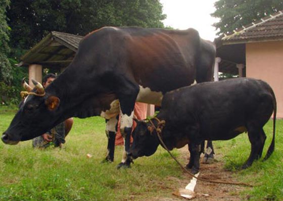  الهند تربي الأبقار القزمة لانها تتحمل الحر وتقتصد في الاكل صورة رقم 2