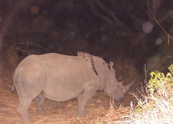 حيوان جينية يحول وحيد القرن الى اداة تنقل عصرية في الادغال.. فيديو صورة رقم 1