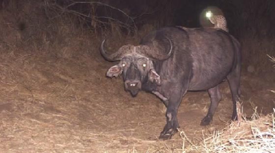 حيوان جينية يحول وحيد القرن الى اداة تنقل عصرية في الادغال.. فيديو صورة رقم 2