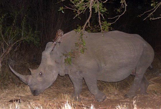 حيوان جينية يحول وحيد القرن الى اداة تنقل عصرية في الادغال.. فيديو صورة رقم 3