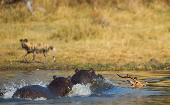 مريع.. ظبي يهرب من انياب الكلاب البرية ليقع بين فكي فرس النهر صورة رقم 3