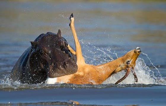مريع.. ظبي يهرب من انياب الكلاب البرية ليقع بين فكي فرس النهر صورة رقم 4