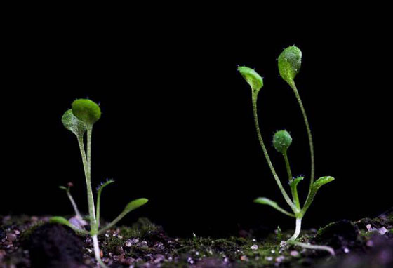 الفضاء يزهو بنباتات صغيرة تنمو فيه.. مثير ومدهش صورة رقم 2