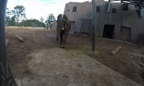 شاهد كيف مارس الفيل غونغ رياضة الركبي ولعب الكرة.. فيديو صورة رقم 6