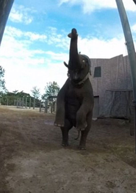 شاهد كيف مارس الفيل غونغ رياضة الركبي ولعب الكرة.. فيديو صورة رقم 5
