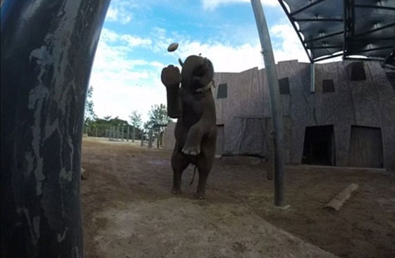 شاهد كيف مارس الفيل غونغ رياضة الركبي ولعب الكرة.. فيديو صورة رقم 3