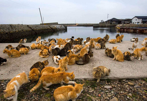 صور اماكن غامضة حول العالم: وحش البحيرة في اسكتلندا وجزيرة القطط اليابانية صورة رقم 18