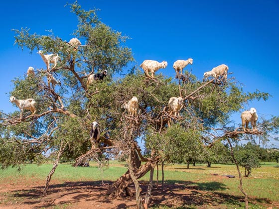  صور اغرب عجائب الطبيعة (1): في المغرب الماعز تتسلق الاشجار وفي استراليا بحيرة وردية اللون! صورة رقم 1