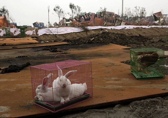 بالفيديو.. الصين تختبر خلو الاجواء من المواد السامة بالأرانب والدجاج صورة رقم 2