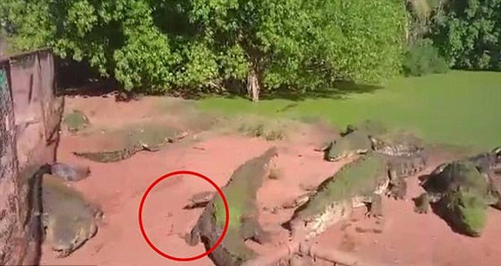 فيديو وصور.. تمساح ينقض على أخيه ويقضم ذراعه  صورة رقم 4