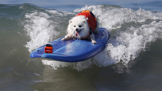 كلاب تمارس ركوب الأمواج ببراعة الرياضيين المحترفين صورة رقم 1