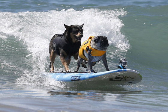 كلاب تمارس ركوب الأمواج ببراعة الرياضيين المحترفين صورة رقم 2