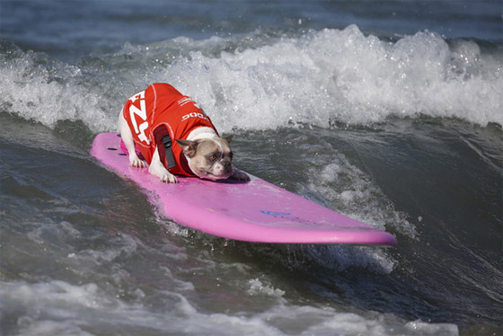 كلاب تمارس ركوب الأمواج ببراعة الرياضيين المحترفين صورة رقم 3