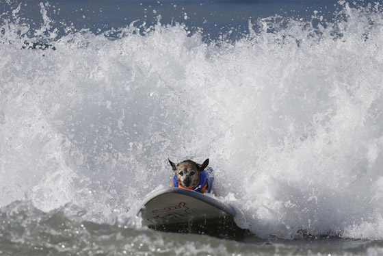 كلاب تمارس ركوب الأمواج ببراعة الرياضيين المحترفين صورة رقم 5
