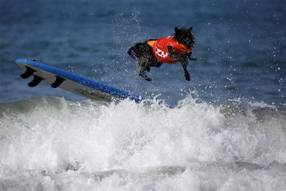 كلاب تمارس ركوب الأمواج ببراعة الرياضيين المحترفين صورة رقم 6