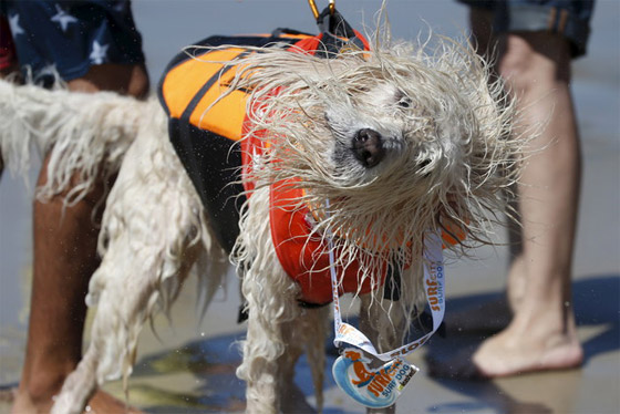كلاب تمارس ركوب الأمواج ببراعة الرياضيين المحترفين صورة رقم 8
