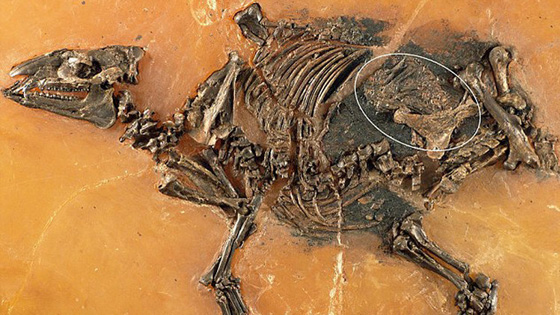  العثور على بقايا حصان تعود الى 48 مليون عام صورة رقم 1