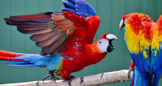 صور اجمل طيور زاهية الألوان لم تشاهد مثلها من قبل صورة رقم 1