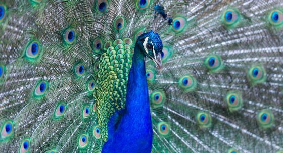 صور اجمل طيور زاهية الألوان لم تشاهد مثلها من قبل صورة رقم 7