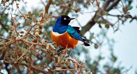 صور اجمل طيور زاهية الألوان لم تشاهد مثلها من قبل صورة رقم 11