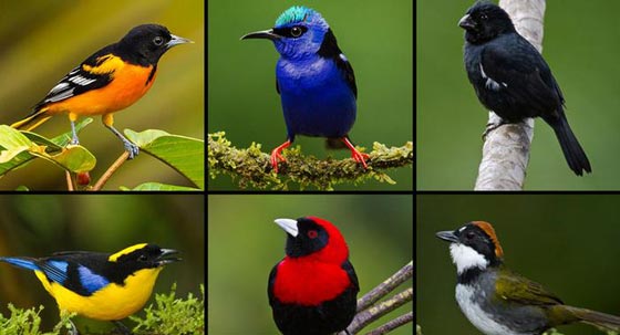 صور اجمل طيور زاهية الألوان لم تشاهد مثلها من قبل صورة رقم 4