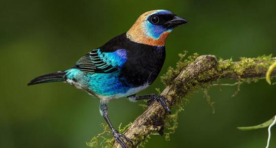 صور اجمل طيور زاهية الألوان لم تشاهد مثلها من قبل صورة رقم 5