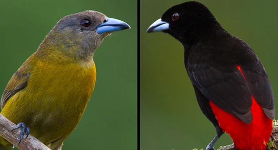صور اجمل طيور زاهية الألوان لم تشاهد مثلها من قبل صورة رقم 3