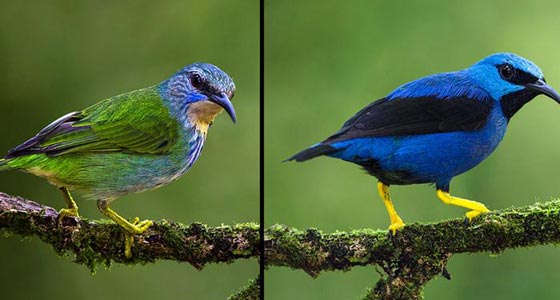 صور اجمل طيور زاهية الألوان لم تشاهد مثلها من قبل صورة رقم 2