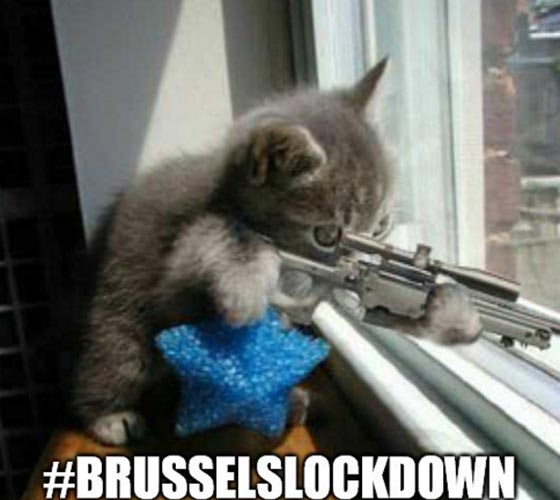 صور طريفة.. قطط مدججة تقاوم الارهاب في بلجيكا صورة رقم 1