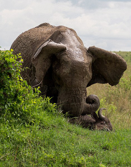 صور انثى فيل تقتل جاموسا وتعلقه كالدمية صورة رقم 1