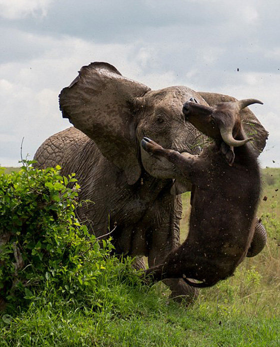 صور انثى فيل تقتل جاموسا وتعلقه كالدمية صورة رقم 2