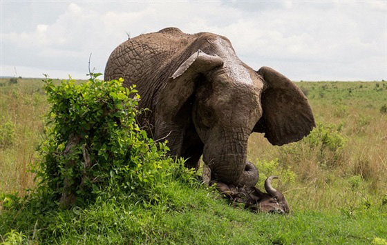 صور انثى فيل تقتل جاموسا وتعلقه كالدمية صورة رقم 3