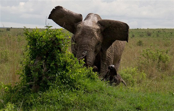 صور انثى فيل تقتل جاموسا وتعلقه كالدمية صورة رقم 4