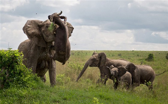 صور انثى فيل تقتل جاموسا وتعلقه كالدمية صورة رقم 6