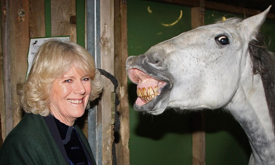 الخيول تميز تعابير الفرح والغضب الظاهرة على وجوه البشر صورة رقم 3