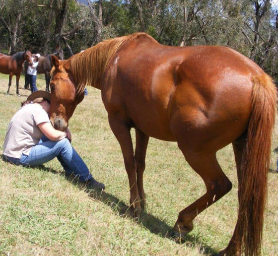 الخيول تميز تعابير الفرح والغضب الظاهرة على وجوه البشر صورة رقم 1