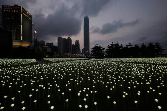 حديقة هونغ كونغ تحتفل بعيد العشاق.. 25 الف وردة تضيء العتمة صورة رقم 6